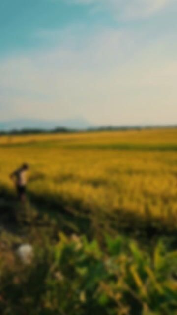 Dầu ăn Phụng Quê. Mua bán Đồ ăn, thực phẩm và các loại khác tại Quận Liên Chiểu Đà Nẵng được đăng bởi an hà hình 1