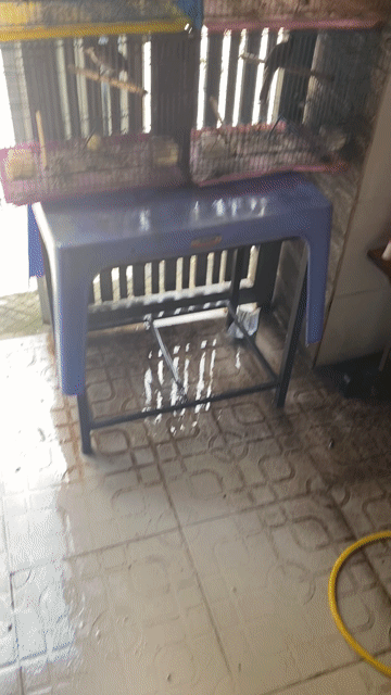 Chim chào mào 6 con nuôi lồng 5-6 tháng. Mua bán Chim tại Huyện Bình Chánh Tp Hồ Chí Minh được đăng bởi Võ Ngọc Linh hình 1