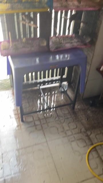 Chim chào mào 6 con nuôi lồng 5-6 tháng. Mua bán Chim tại Huyện Bình Chánh Tp Hồ Chí Minh được đăng bởi Võ Ngọc Linh hình 1