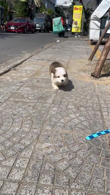 Corgi Fluffy- Full giấy Chip. Mua bán Chó tại Quận Thanh Khê Đà Nẵng được đăng bởi Chaien Pet Shop hình 1