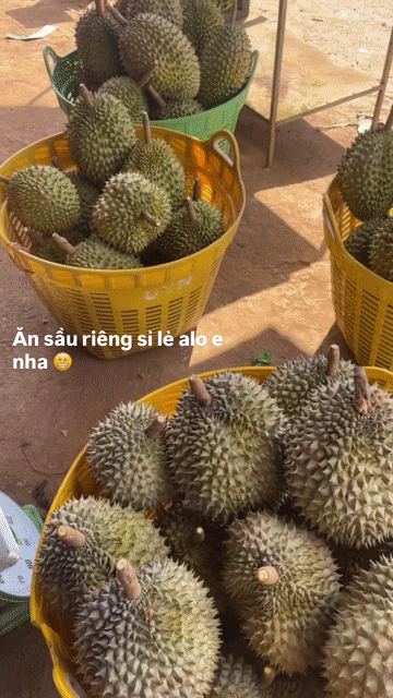 Sầu riêng Ri 6 cơm vàng dẻo. Mua bán Đồ ăn, thực phẩm và các loại khác tại Thành phố Buôn Ma Thuột Đắk Lắk được đăng bởi Huynh hình 1