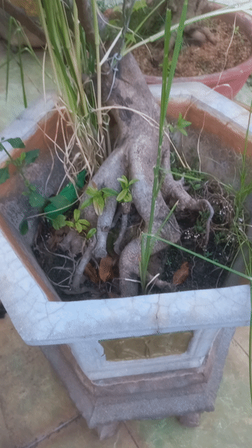 Cây cảnh bonsai Gỗ tự nhiên. Mua bán Cây cảnh, đồ trang trí tại Thành phố Vũng Tàu Bà Rịa - Vũng Tàu được đăng bởi Nguyễn Văn Khiêm  hình 1