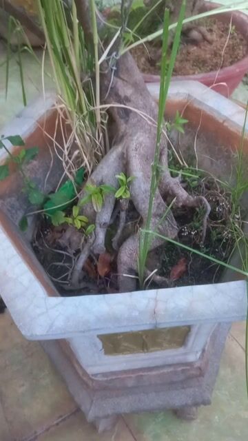 Cây cảnh bonsai Gỗ tự nhiên. Mua bán Cây cảnh, đồ trang trí tại Thành phố Vũng Tàu Bà Rịa - Vũng Tàu được đăng bởi Nguyễn Văn Khiêm  hình 1