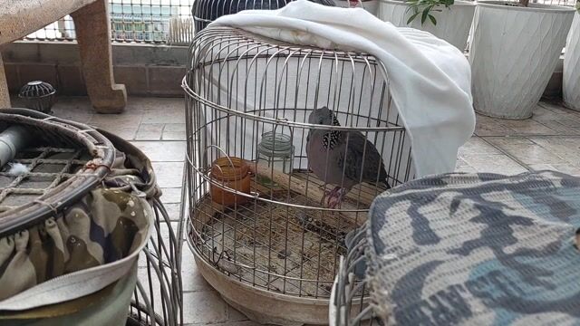 Chim cu mồi trên 7 năm có lồng. Mua bán Chim tại Quận 11 Tp Hồ Chí Minh được đăng bởi thiên  hình 1