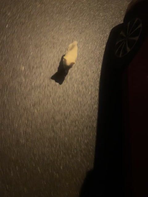 Chó Pom lai F1 Trắng kem. Mua bán Chó tại Quận Hải Châu Đà Nẵng được đăng bởi Nam Pham hình 1