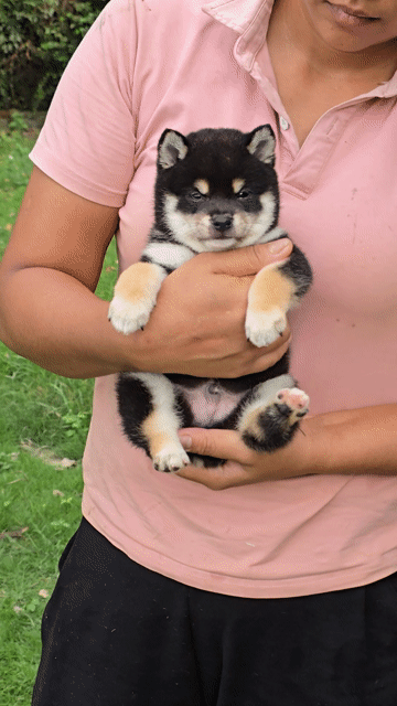 Chó Shiba Inu mini đen vàng. Mua bán Chó tại Quận Bình Thạnh Tp Hồ Chí Minh được đăng bởi Bình Phan hình 1