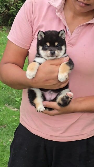 Chó Shiba Inu mini đen vàng. Mua bán Chó tại Quận Bình Thạnh Tp Hồ Chí Minh được đăng bởi Bình Phan hình 1