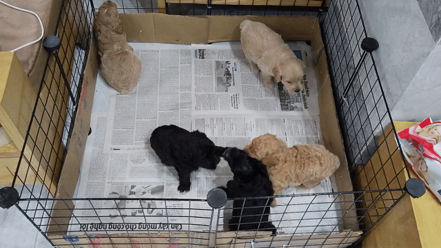 Chó Poodle lai Nhật (50 ngày tuổi) đã tiêm ngừa. Mua bán Chó tại Quận Bình Thuỷ Cần Thơ được đăng bởi Lê Huy hình 1