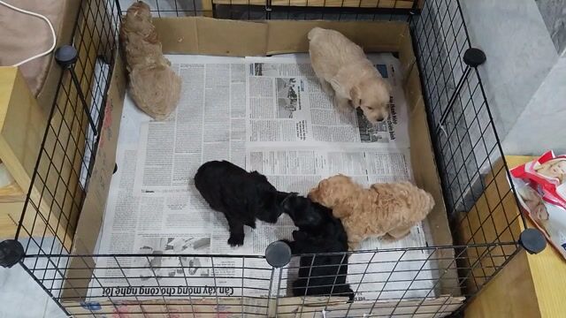 Chó Poodle lai Nhật (50 ngày tuổi) đã tiêm ngừa. Mua bán Chó tại Quận Bình Thuỷ Cần Thơ được đăng bởi Lê Huy hình 1