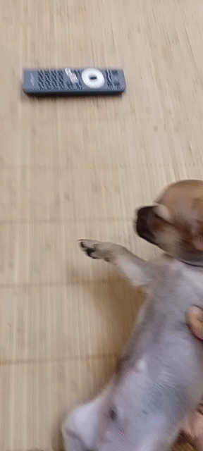 Bé Zai Chihuahua nhỏ Vàng nâu loang bò. Mua bán Chó tại Quận Đống Đa Hà Nội được đăng bởi Nguyễn Hồng Hà hình 1