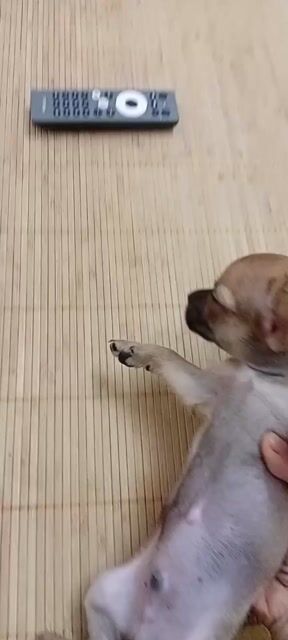 Bé Zai Chihuahua nhỏ Vàng nâu loang bò. Mua bán Chó tại Quận Đống Đa Hà Nội được đăng bởi Nguyễn Hồng Hà hình 1