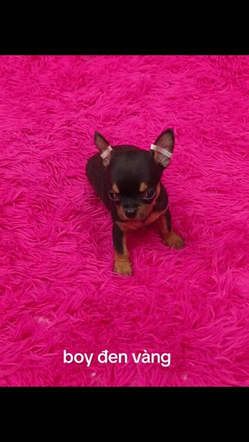 Chihuahua đen vàng. Mua bán Chó tại Quận 8 Tp Hồ Chí Minh được đăng bởi ZoZo House Chihuahua hình 1