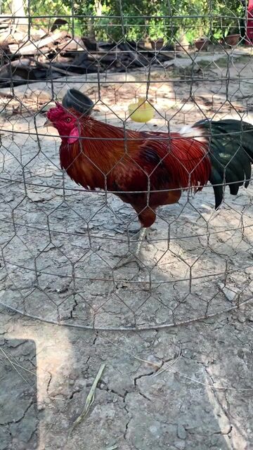 Gà vàng 2kg9. Mua bán Gà tại Huyện Càng Long Trà Vinh được đăng bởi A3b hình 1