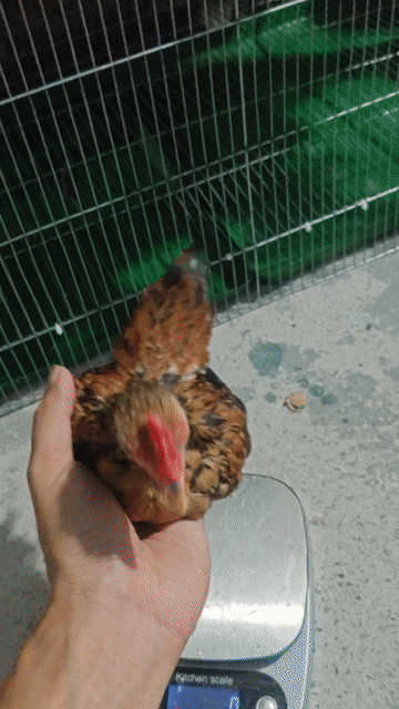 Tre bắc lông ôm 4th gà. Mua bán Gà tại Thành phố Thủ Đức Tp Hồ Chí Minh được đăng bởi Trung hình 1