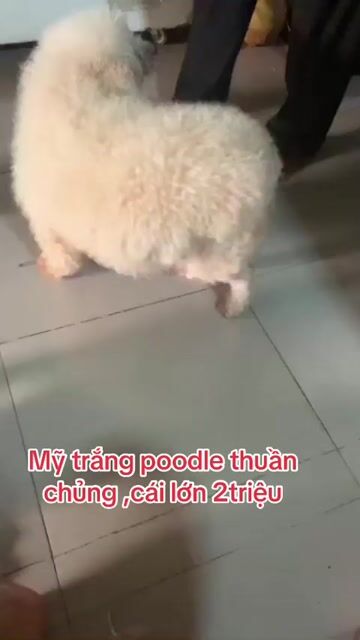 poodle ❤️thuan chủng trắng ful, khôn ngoan ăn dể. Mua bán Chó tại Quận 8 Tp Hồ Chí Minh được đăng bởi Cửa Hàng Thanh Lý Đồ Cũ Mới hình 1