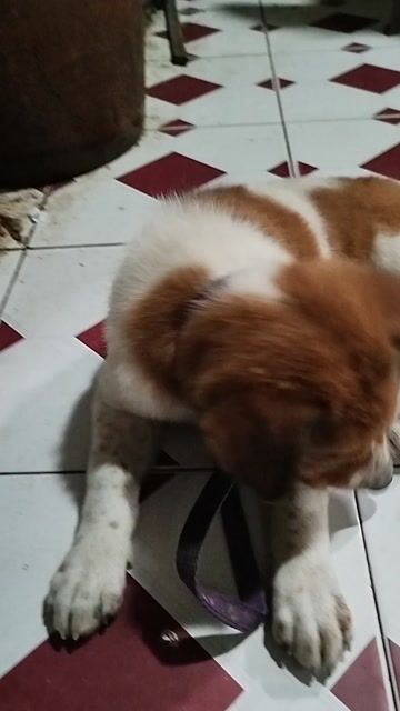 Chó con bông trắng vàng 2 tháng tuổi. Mua bán Chó tại Quận Bình Tân Tp Hồ Chí Minh được đăng bởi Petshop Văn Hùng hình 1