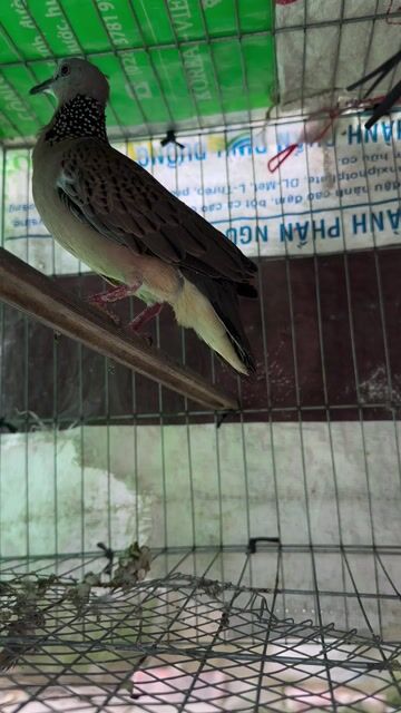 Thanh lý Chim Cu gáy việt 2 năm lồng. Mua bán Chim tại Quận Cái Răng Cần Thơ được đăng bởi Quốc Dương hình 1