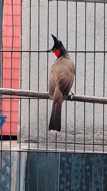 Chim chào mào Indo mào khủng tướng to. Mua bán Chim tại Thành phố Thủ Đức Tp Hồ Chí Minh được đăng bởi Lâm hình 1