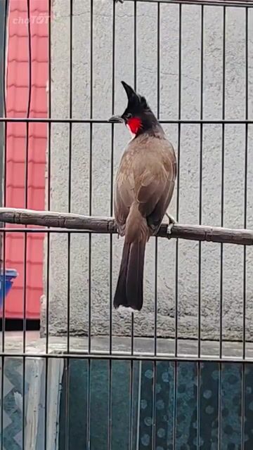 Chim chào mào Indo mào khủng tướng to. Mua bán Chim tại Thành phố Thủ Đức Tp Hồ Chí Minh được đăng bởi Lâm hình 1
