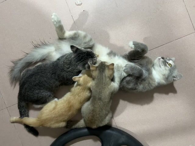 Mèo Ald tai cụp. Mua bán Mèo tại Quận Nam Từ Liêm Hà Nội được đăng bởi hò văn tèn hình 1