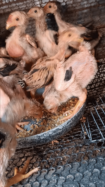 gà chuẩn chạ khoảng 13con. ko thời h chăm thanh lý. Mua bán Gà tại Huyện Hòa Thành Tây Ninh được đăng bởi thaonguyen hình 1