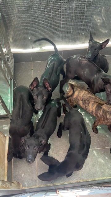 Chó Phú Quốc Đen 2,5 tháng. Mua bán Chó tại Quận 12 Tp Hồ Chí Minh được đăng bởi QB SHOP PETS hình 1