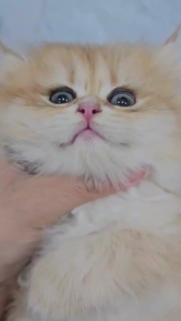 golden long hair ny12 cái. Mua bán Mèo tại Quận Hà Đông Hà Nội được đăng bởi Tran Linh hình 1