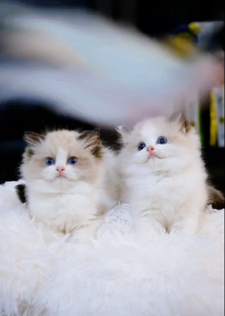 Mèo Ragdoll Đực/Cái màu seal, lynx, blue đẹp xinh. Mua bán Mèo tại Thành phố Thủ Đức Tp Hồ Chí Minh được đăng bởi Âu Minh Huy hình 1