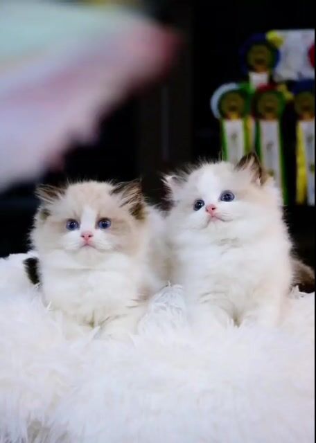 Mèo Ragdoll Đực/Cái màu seal, lynx, blue đẹp xinh. Mua bán Mèo tại Thành phố Thủ Đức Tp Hồ Chí Minh được đăng bởi Âu Minh Huy hình 1