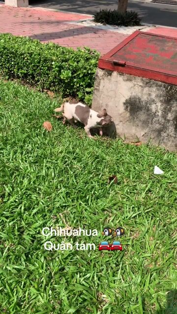 Chihuahua phối giống. Mua bán Chó tại Quận 8 Tp Hồ Chí Minh được đăng bởi Nguyễn Mạnh  hình 1