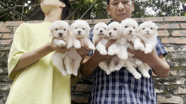 Chó Poodle con cả hai. Mua bán Chó tại Quận Hoàng Mai Hà Nội được đăng bởi Giang  hình 1