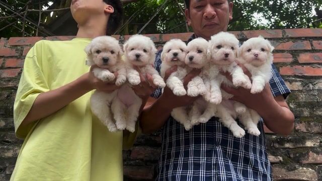 Chó Poodle con cả hai. Mua bán Chó tại Quận Hoàng Mai Hà Nội được đăng bởi Giang  hình 1