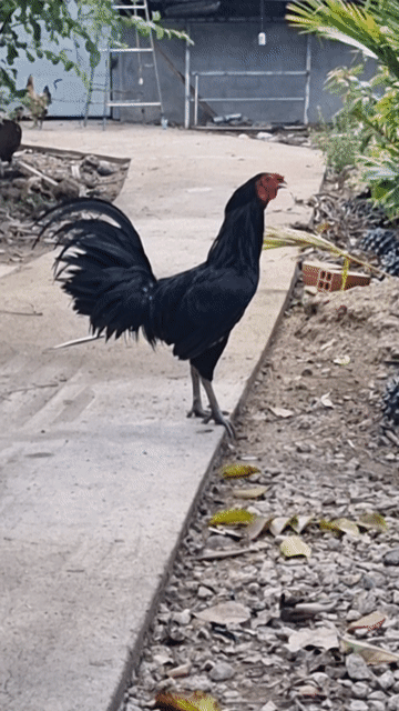 Gà lai tơ trống. Mua bán Gà tại Huyện Càng Long Trà Vinh được đăng bởi Kim Dao hình 1