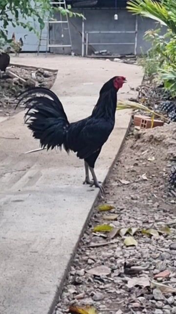 Gà lai tơ trống. Mua bán Gà tại Huyện Càng Long Trà Vinh được đăng bởi Kim Dao hình 1