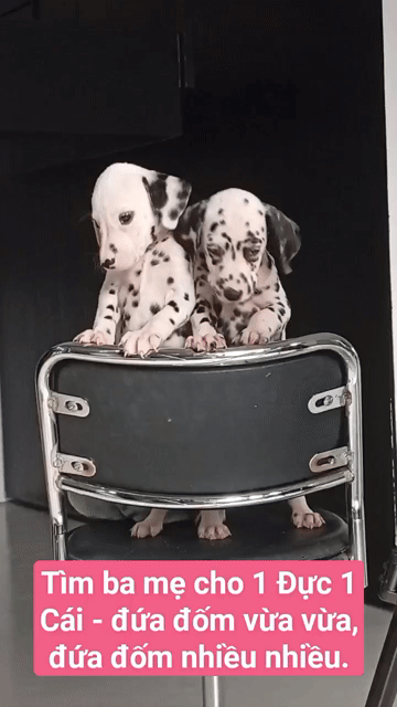 2 bé chó Dalmatian Đốm đen trắng thuần chủng. Mua bán Chó tại Huyện Củ Chi Tp Hồ Chí Minh được đăng bởi Nguyễn Huy hình 1
