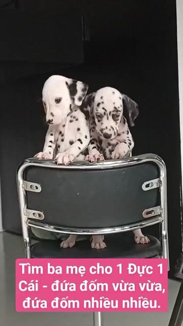 2 bé chó Dalmatian Đốm đen trắng thuần chủng. Mua bán Chó tại Huyện Củ Chi Tp Hồ Chí Minh được đăng bởi Nguyễn Huy hình 1