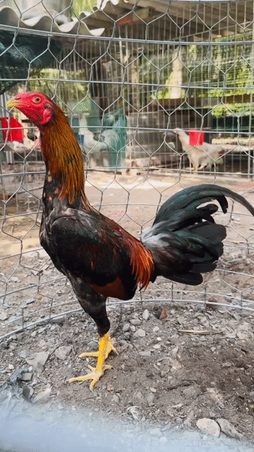 Gà trống màu Trắng, Đỏ. Mua bán Gà tại Thành phố Vĩnh Long Vĩnh Long được đăng bởi Chí Cường hình 1
