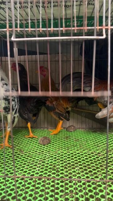Gà tre bắc tít. Mua bán Gà tại Quận 12 Tp Hồ Chí Minh được đăng bởi anh quang hình 1