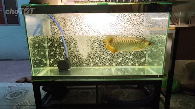Cá Rồng Bối 40cm Vàng đồng. Mua bán Thú cưng khác tại Quận Gò Vấp Tp Hồ Chí Minh được đăng bởi Khánh Trần hình 1
