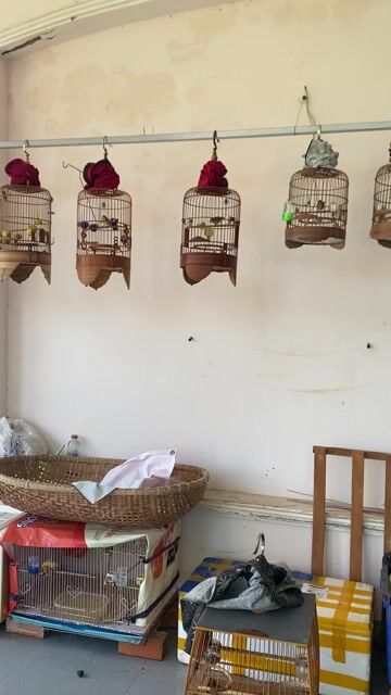 thanh lý bớt khoen xanh cả bộ. Mua bán Chim tại Thành phố Vũng Tàu Bà Rịa - Vũng Tàu được đăng bởi tien hình 1
