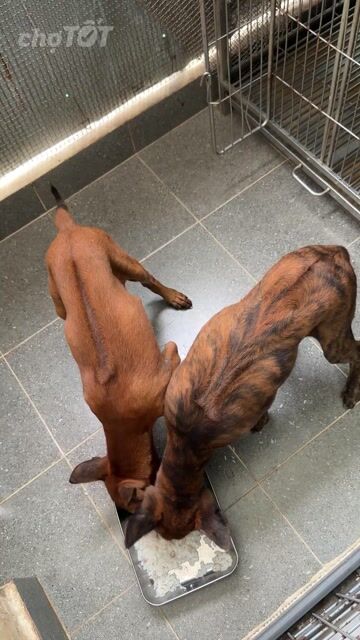 Chó Phú Quốc vện + vàng. Mua bán Chó tại Quận 12 Tp Hồ Chí Minh được đăng bởi QB SHOP PETS hình 1