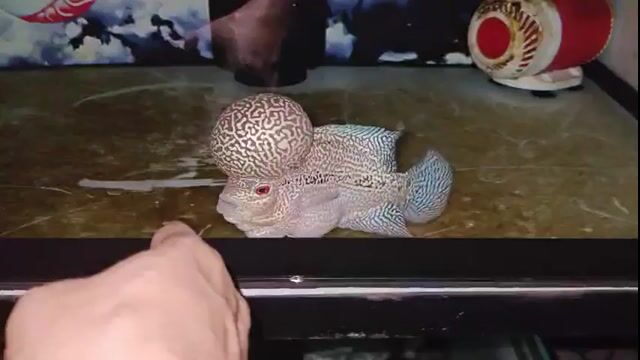 Cá La Hán 4 ngón Khỏe mạnh. Mua bán Thú cưng khác tại Quận 6 Tp Hồ Chí Minh được đăng bởi NGUYỄN TẤN LỘC hình 1