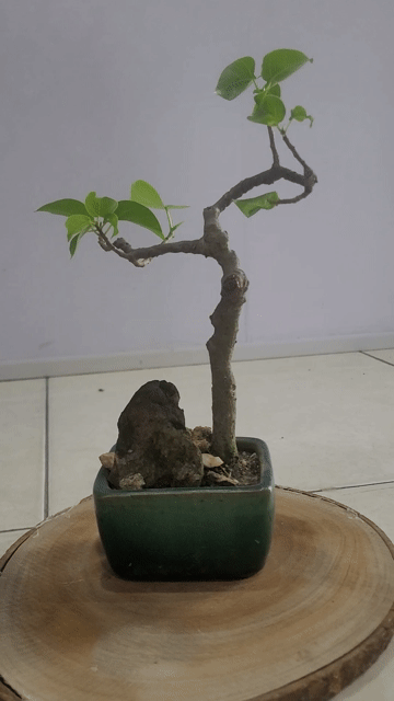 Cây cảnh bonsai Bồ đề Mini. Mua bán Cây cảnh, đồ trang trí tại Thành phố Huế Thừa Thiên Huế được đăng bởi thống hình 1