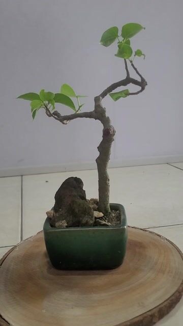 Cây cảnh bonsai Bồ đề Mini. Mua bán Cây cảnh, đồ trang trí tại Thành phố Huế Thừa Thiên Huế được đăng bởi thống hình 1