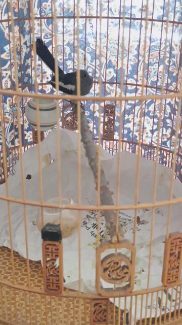 Choè Than Mái Đẹp. Mua bán Chim tại Quận Gò Vấp Tp Hồ Chí Minh được đăng bởi Gas Bình Minh hình 1