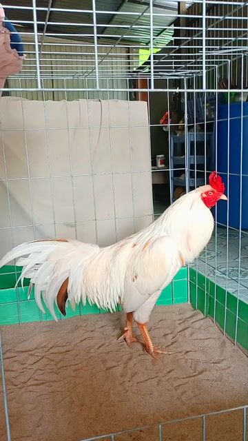 bướm dâu đứng 3k. Mua bán Gà tại Huyện Lai Vung Đồng Tháp được đăng bởi nhật thiên hình 1