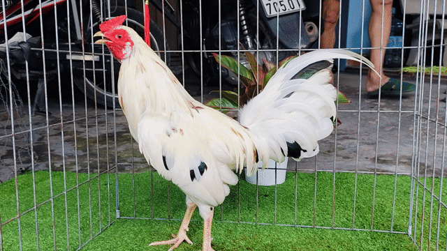 Gà bướm Mỹ 1.2kg có Giao Lưu. Mua bán Gà tại Huyện Củ Chi Tp Hồ Chí Minh được đăng bởi Gà Tre Gà Nòi Gà Cảnh Củ Chi hình 1