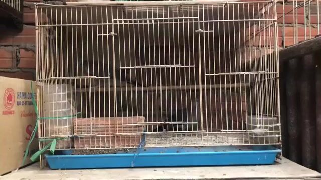 giao lưu. Mua bán Chim tại Thành phố Thủ Dầu Một Bình Dương được đăng bởi Nguyễn Trung  hình 1