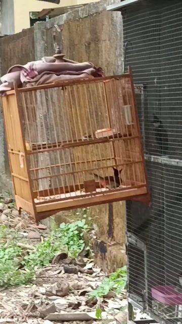 THANH LÝ CHÀO MÀO. Mua bán Chim tại Thành phố Huế Thừa Thiên Huế được đăng bởi Lê Nhựt hình 1