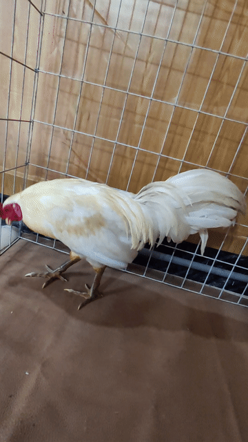Gà úa chân xanh . Mua bán Gà tại Quận 10 Tp Hồ Chí Minh được đăng bởi Khoi hình 1